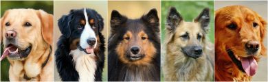 Mejores seguros para perros 2025