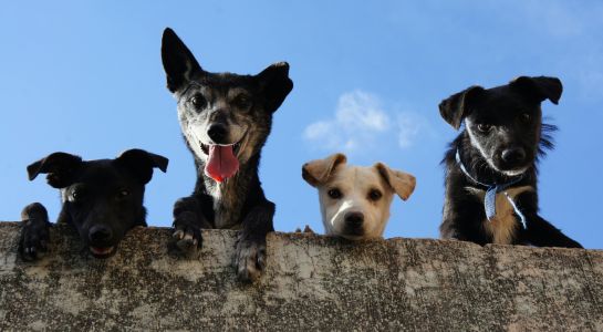 Seguro obligatorio para perros en Espa&ntilde;a: qu&eacute; dice la nueva ley