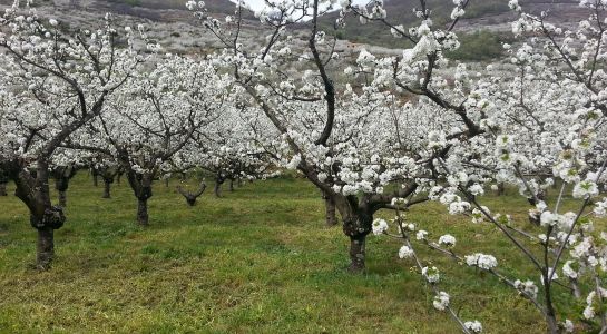 Valle del Jerte en autocaravana